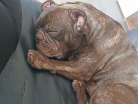 Kleine süẞe maus sucht neues Zuhause