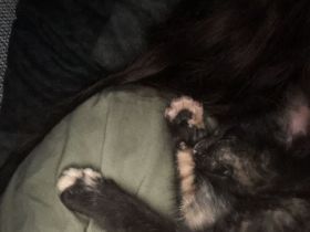 Dringend Katzenbaby abzugeben!