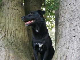 sportliche Pebbels sucht ihre Menschen