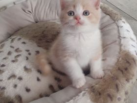 BKH Kitten