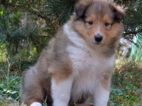 Collie Langhaar