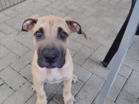 Presa Canario Welpen