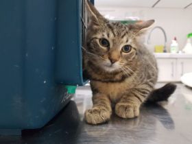 Sophie möchte bei dir schnurren