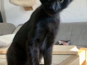 10 Wochen alte Bombay und Maine Coon Mischkätchen zu verkaufen!