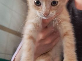 Rotes Katzenbaby Männchen