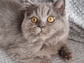 Reinrassige BKH/ BLH in Blue uns Weiß