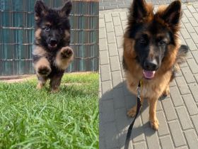 Deutscher Schäferhund (1 Jahr) mit Rasse-Echtheitszertifikat und Ahnentafel sucht neues Zuhause