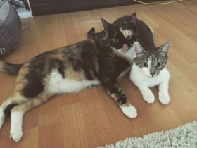 Zwei wunderschöne Katzen zu verkaufen