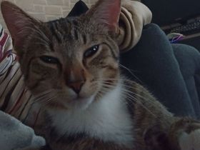 Verschmuster junger Kater in liebevolle Hände abzugeben