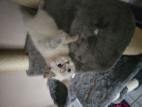 2 reinrassige bkh Geschwister suchen noch