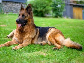 Altdeutsche Schäferhunde vom Hofe Sankt-Katharina