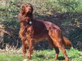 Irish Red Setter