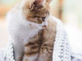 Britisch Kurzhaar Kitten