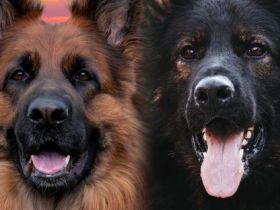 Altdeutsche Schäferhunde vom Hofe-Sankt-Katharina