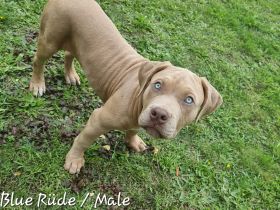 American Bully Xl Welpen Abkc Starterpaket Stammbaum Abgabebereit