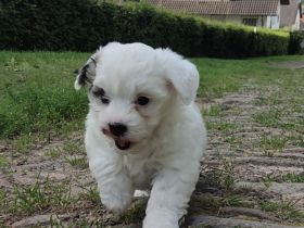 Malteser/Shih Tzu Welpen