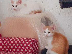 Mai - Kitten vom Tierschutz suchen ein zu hause