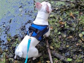 Französische Bulldogge