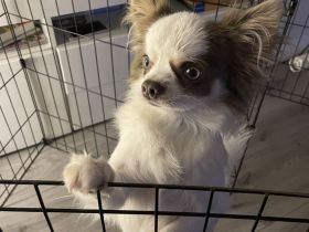 Sehr lieber Chihuahua Rüde