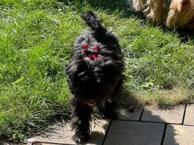 Süße Welpe suchen liebesvolles Zuhause