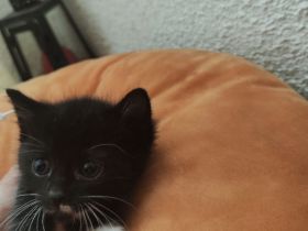 Mixkitten suchen neuen Kuschelplatz