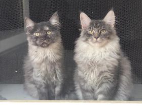 Maine Coon Kater zu verkaufen