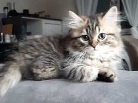 Süße veeschmuste Perser Katzenbabies!