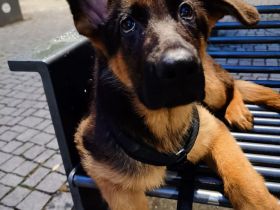 Schäferhund Welpe Rüde Reinrassig geeimpft 14 Wochen jung kerngesund 1000€