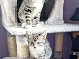 3 süße Kätzchen  suchen noch