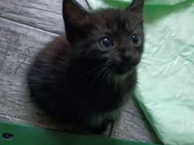 Süße Kitten suchen ein Zuhause