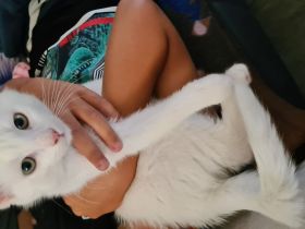 Babykätzchen 14+4 Wochen alt