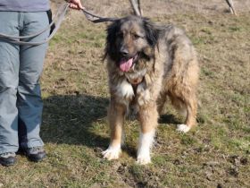 Elin sucht noch ihr Körbchen