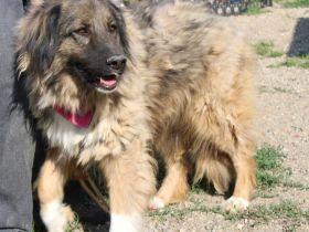 Elin sucht noch ihr Körbchen