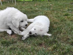 Podhalaner Herdenschutzhund