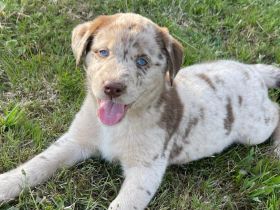 Labrador Australian Shepherd Welpen Aussiedor