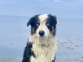Australian Shepherd Deckrüde Black Tri Blue Eyes