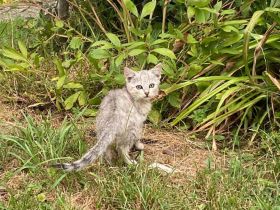 Kurzhaar Katzen und Lang/Kurzhaar Mix Katzen abzugeben