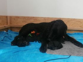 Welpen Curly Coated Retriever-lockig