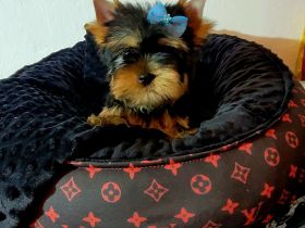 Yorkshire Terrier