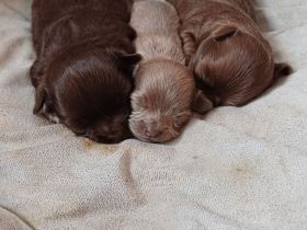 Langhaar-Chihuahua Welpen