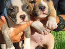 American pocket bulldog