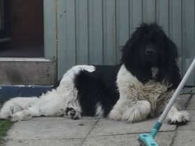 Neufundländer Deckrüde gesucht