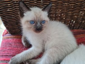 Siam Kitten