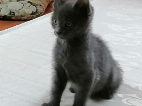 Geschwisterpärchen - Britishkurzhaarmix