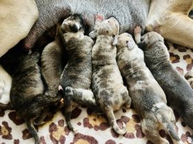 Deutsche Dogge Welpen in Sonderfarben