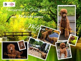 Großpudel Königspudel Welpen PLATZ VOR PREIS !!!