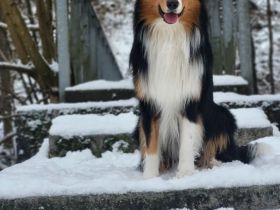 Deckrüde Australian Shepherd red factored