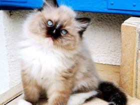 Bezaubernde Ragdoll-Babies zum Verlieben