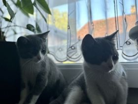 BKH Baby Katzen/Wunderschöne BKH Kätzchen