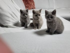 4 Süsse BKH Kitten